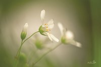 Stellaria Fine Art Print