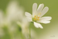 Stellaria Holostea Fine Art Print