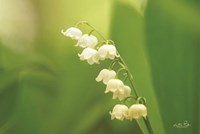 Lily of the Valley Fine Art Print