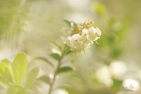 Lingonberry Fine Art Print