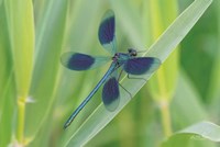 Damselfly in Blue Fine Art Print