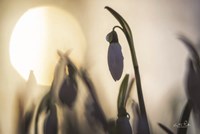 Backlit Snowdrop Fine Art Print