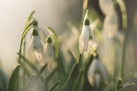 Snowdrops Fine Art Print