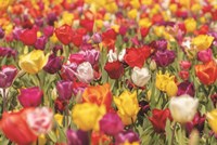 Colorful Bouquet Fine Art Print