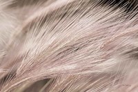 Foxtail Barley III Light Fine Art Print