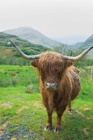 Scottish Highland Cattle VI Fine Art Print