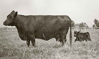 Cow and Baby Fine Art Print