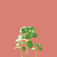 Succulent Simplicity IX Coral Fine Art Print