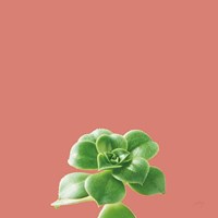 Succulent Simplicity VII Coral Fine Art Print