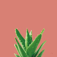 Succulent Simplicity V Coral Fine Art Print