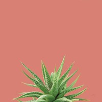 Succulent Simplicity I Coral Fine Art Print