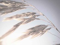 Windy Wheat Fields II Light Fine Art Print