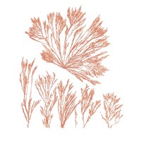 Pacific Sea Mosses XXI Red Sq Fine Art Print