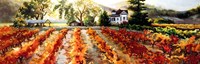 Golden Vineyard Fine Art Print