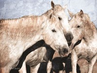 White Horse Fine Art Print