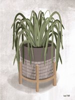 Spider Plant Fine Art Print