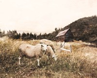 Sheep in the Meadow Fine Art Print