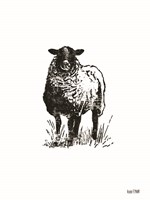 Farmhouse Sheep Fine Art Print