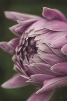 Open Your Heart Fine Art Print