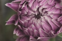 The Grand Opening Fine Art Print