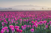 Sunrise Over The Skagit Valley Tulip Fields, Washington State Fine Art Print