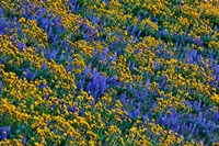 Wildflowers Bloom On Hillside Fine Art Print
