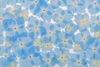 Layout Of Hydrangea Blossoms Fine Art Print