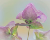 Ornamental Oregano Flower Close-Up Fine Art Print