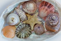 Collection Of Pacific Northwest Seashells Fine Art Print