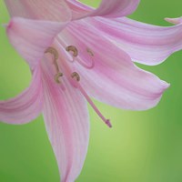 Lily Blossoms Close-Up Fine Art Print