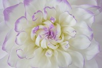 Dahlia Blossom Close-Up Fine Art Print