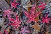 Frosty Leaves In Autumn Fine Art Print