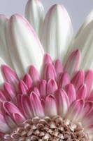 Gerbera Daisy Flower Close-Up Fine Art Print