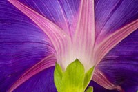 Neon Colors Of Morning Glory Fine Art Print