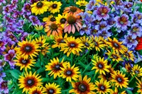 Painted Tongue And Hirta Daisies In Tight Grouping Fine Art Print