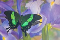 Green Swallowtail Butterfly, Papilio Palinurus Daedalus, In Reflection With Dutch Iris Fine Art Print