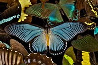 Butterflies Grouped Together To Make Pattern With African Blue Fine Art Print