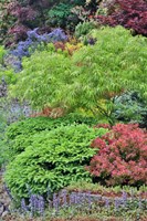 Spring Color With Deer Proof Shrubs And Trees, Sammamish, Washington State Fine Art Print