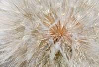 Seedhead Of Yellow Salsify, Eastern Washington Fine Art Print