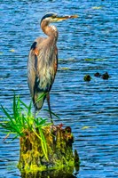 Great Blue Heron, Juanita Bay Park, Kirkland, Washington State Fine Art Print