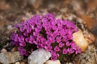 Wyoming, Beartooth Mountains Moss Campion Wildflower Close-Up Fine Art Print