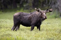 Wyoming, Yellowstone National Park Bull Moose With Velvet Antlers Fine Art Print