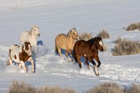 Herd Of Horses Running In Snow Fine Art Print
