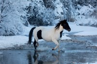 Horse Crossing Shell Creek In Winter Fine Art Print