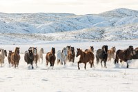 Herd Of Horses Running In Snow Fine Art Print
