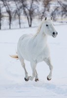 White Horse Running In The Snow Fine Art Print