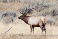 Portrait Of A Bull Elk With A Large Rack Fine Art Print