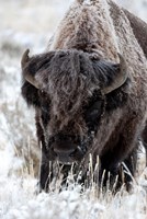 Portrait Of A Frost Covered American Bison Fine Art Print