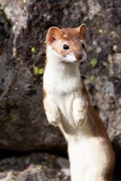 Portrait Of A Long-Tailed Weasel Fine Art Print
