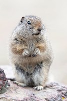Richardson's Ground Squirrel Fine Art Print